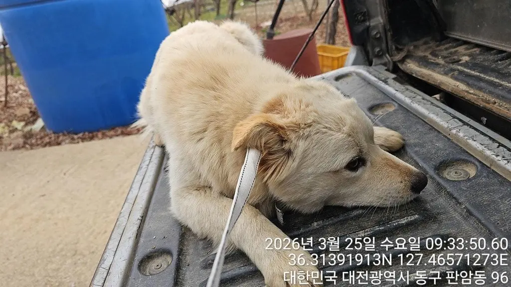 믹스견 보호중 사진