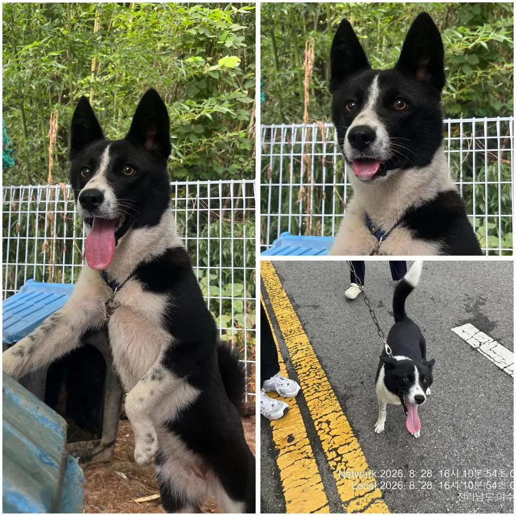 믹스견 보호중 사진