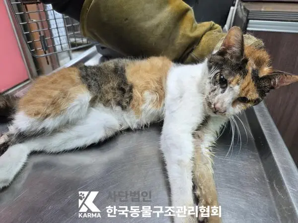 한국 고양이 보호중 사진