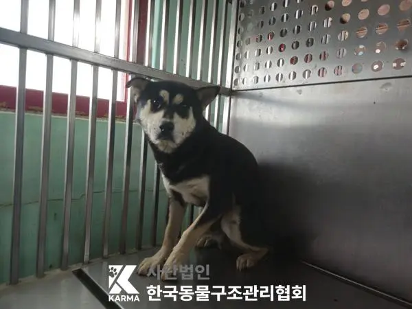 믹스견 보호중 사진