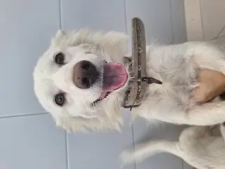 믹스견 보호중 사진