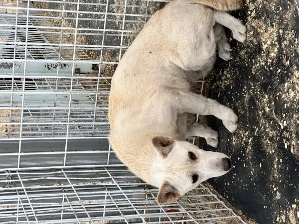 믹스견 보호중 사진