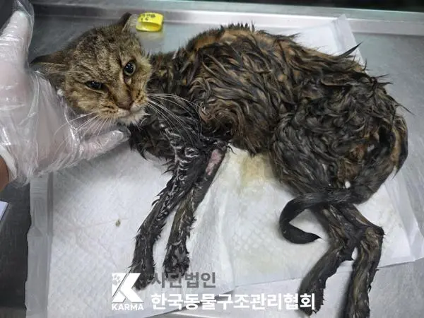 한국 고양이 보호중 사진