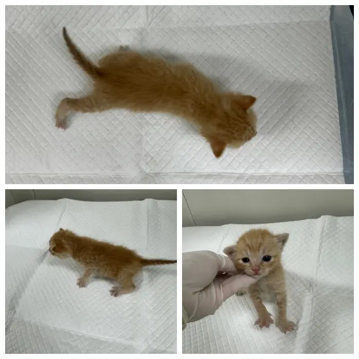 한국 고양이 보호중 사진