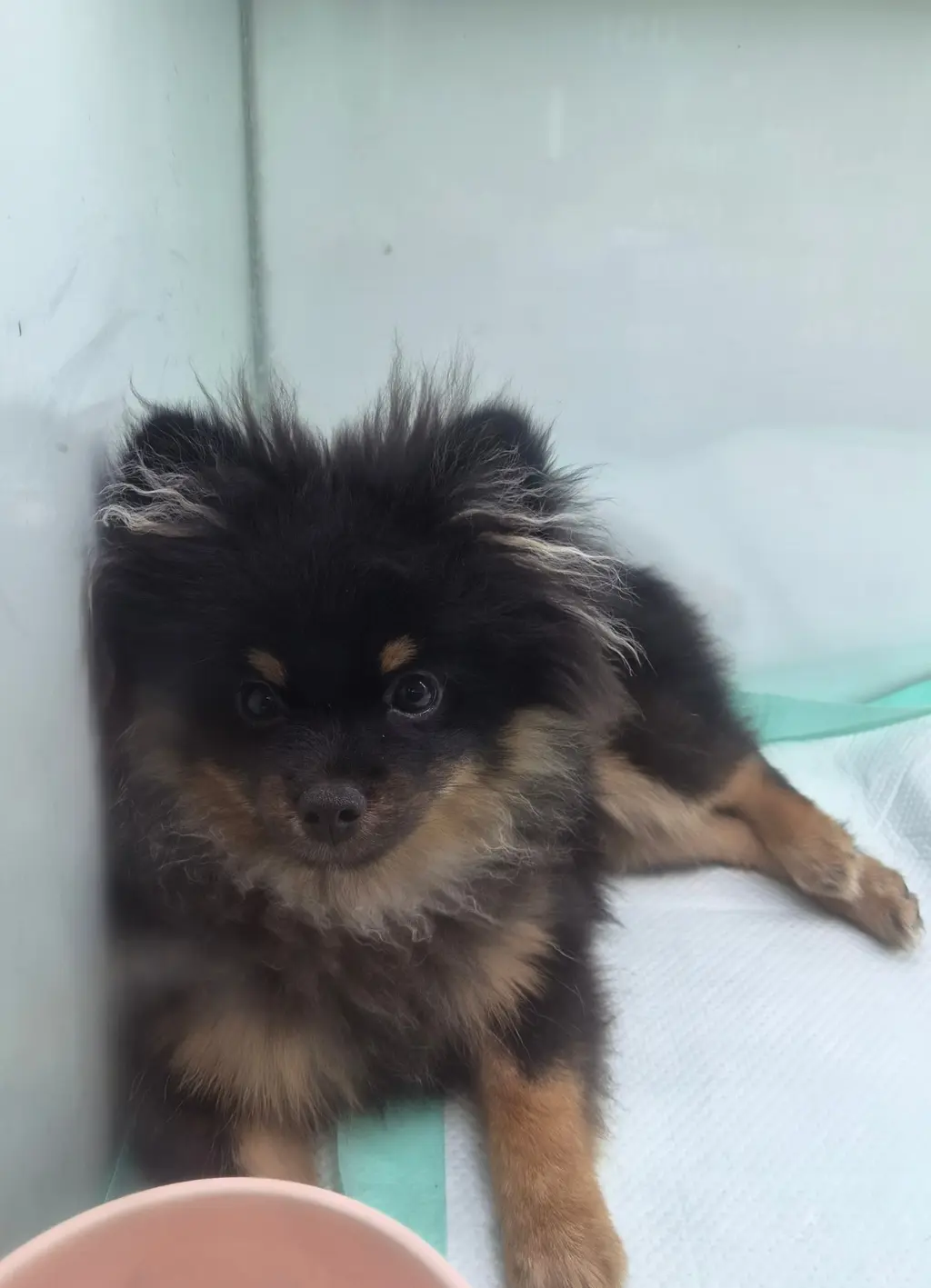 포메라니안 보호중 사진