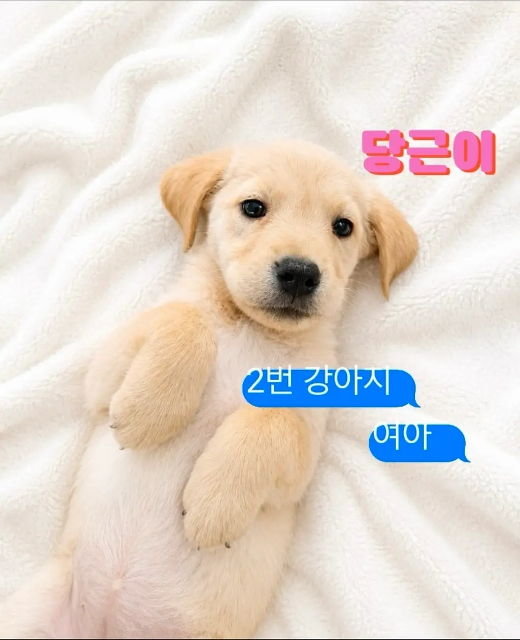 라브라도 리트리버 보호중 사진