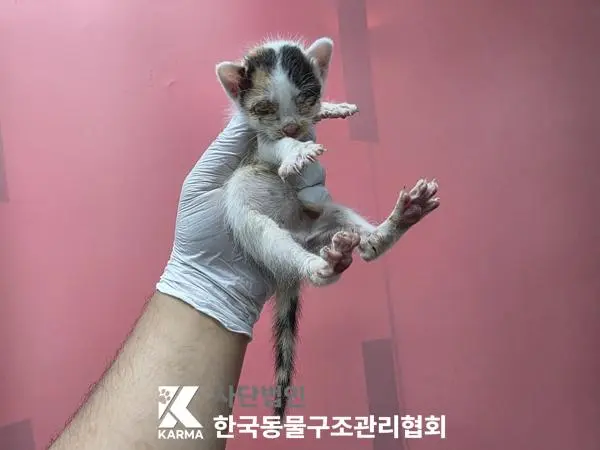 한국 고양이 보호중 사진