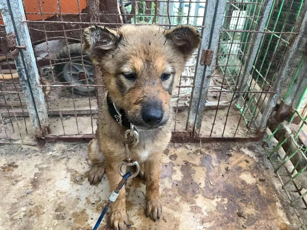 믹스견 보호중 사진