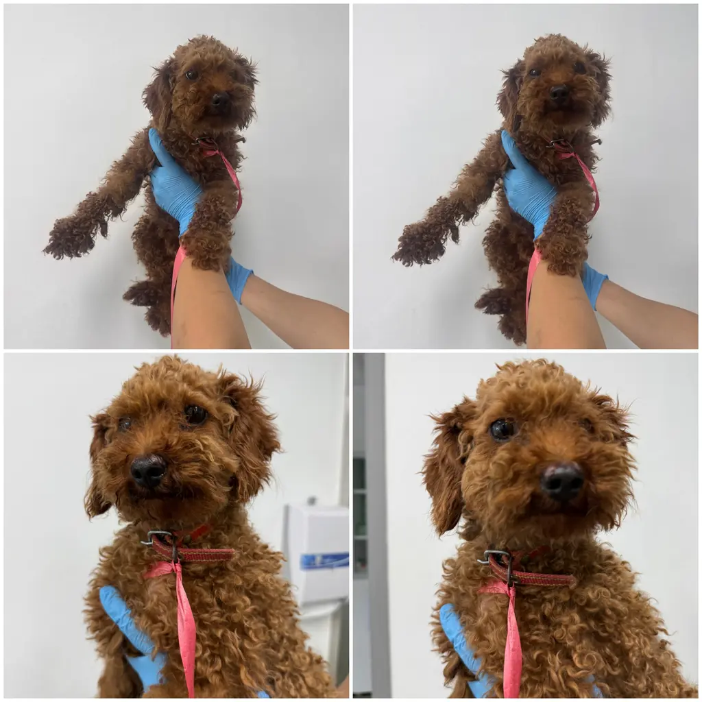 푸들 보호중 사진