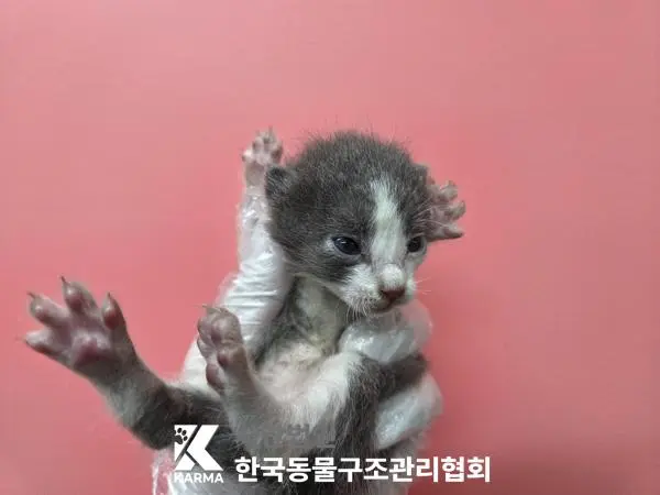 한국 고양이 보호중 사진