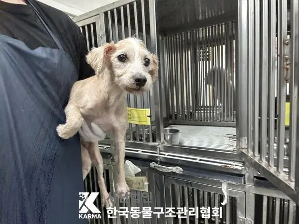 믹스견 보호중 사진