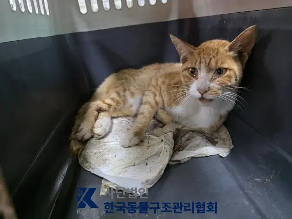 한국 고양이 보호중 사진