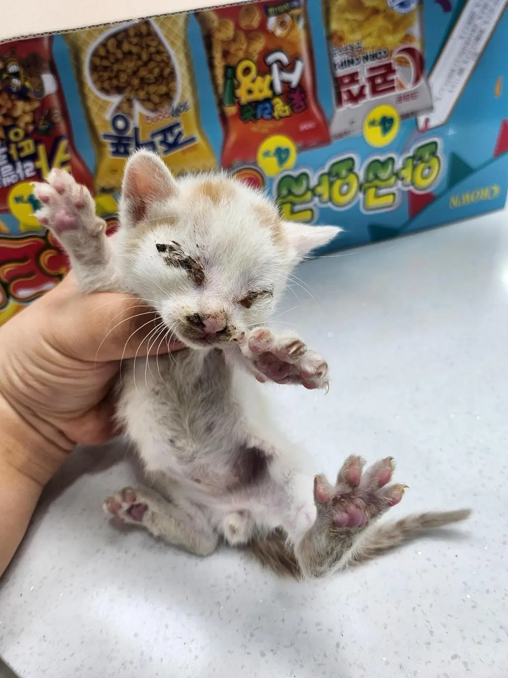 한국 고양이 보호중 사진