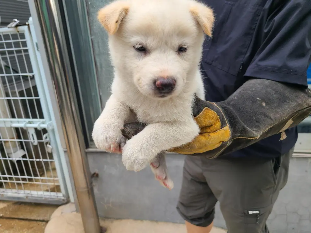 믹스견 보호중 사진