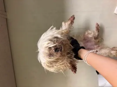 말티즈 보호중 사진