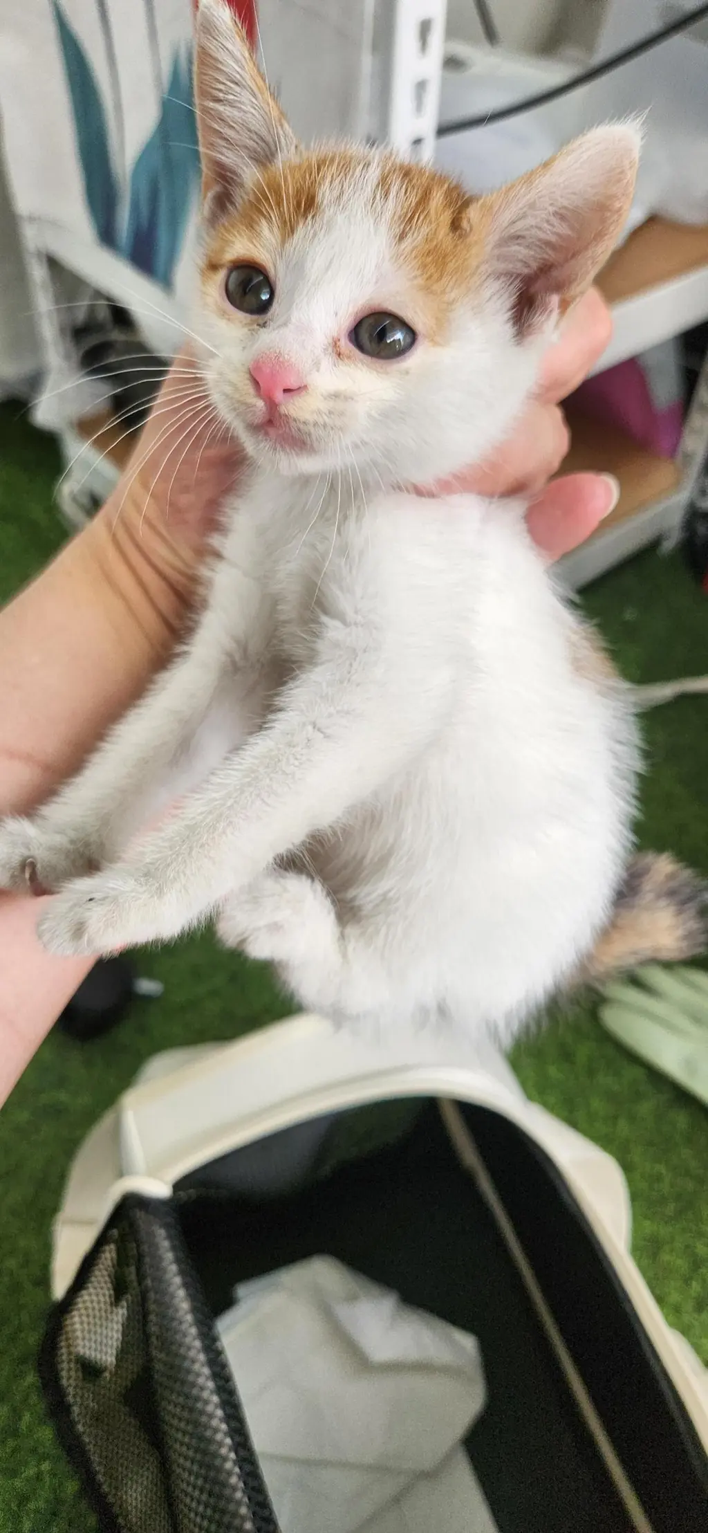 한국 고양이 보호중 사진