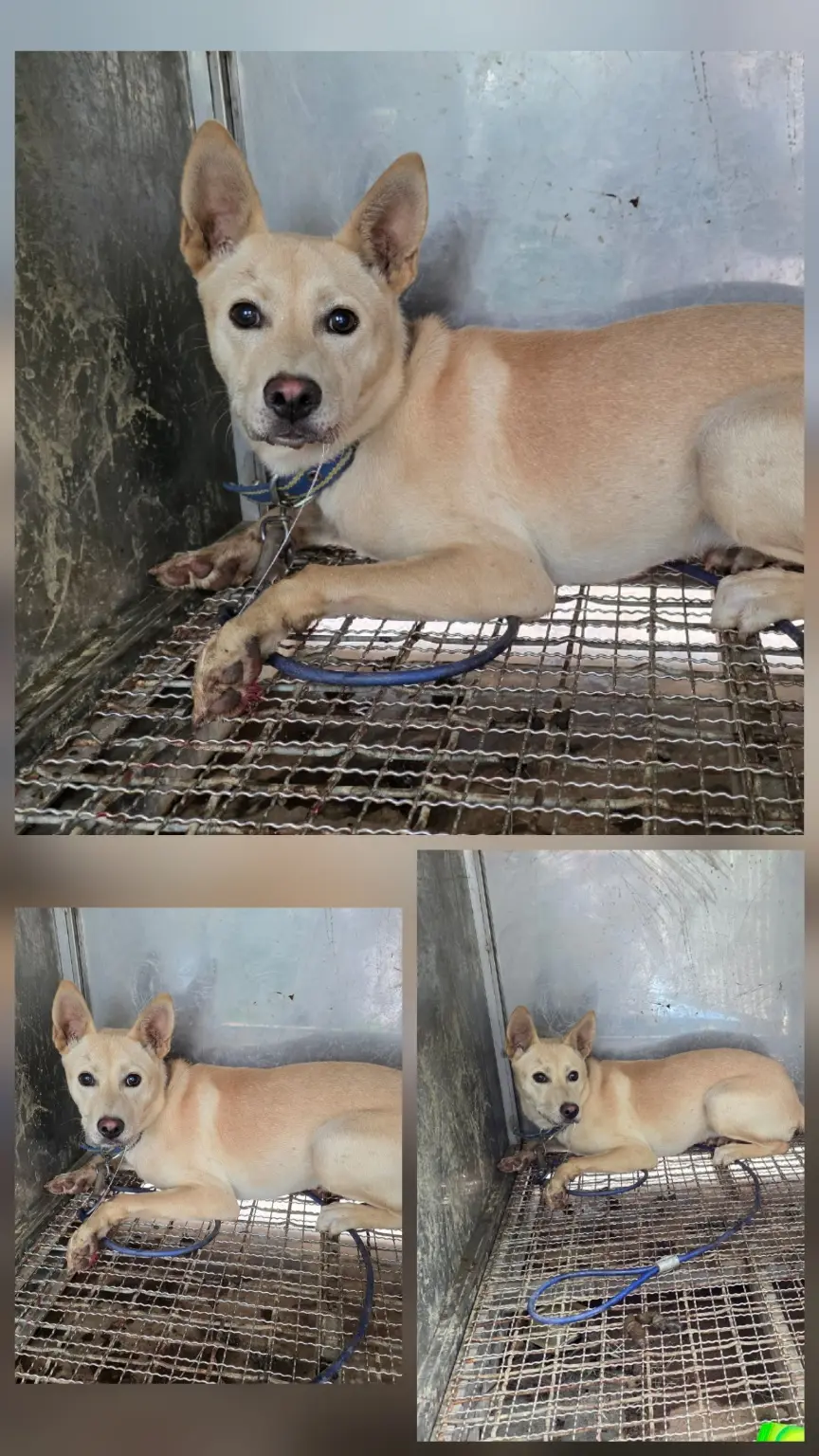 믹스견 보호중 사진