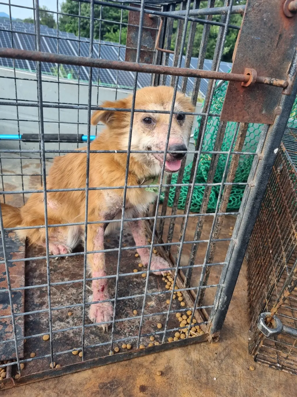 믹스견 보호중 사진