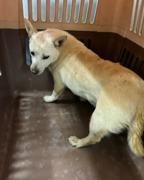 믹스견 보호중 사진