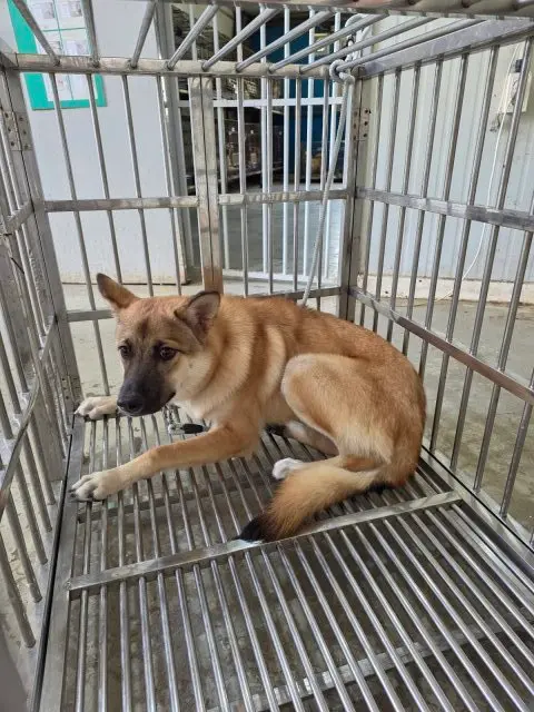믹스견 보호중 사진