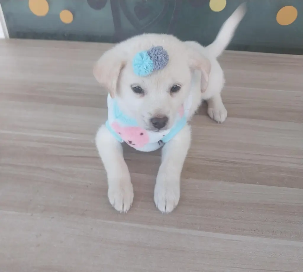 기타 보호중 사진