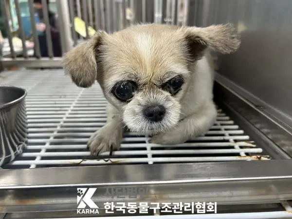 시츄 보호중 사진