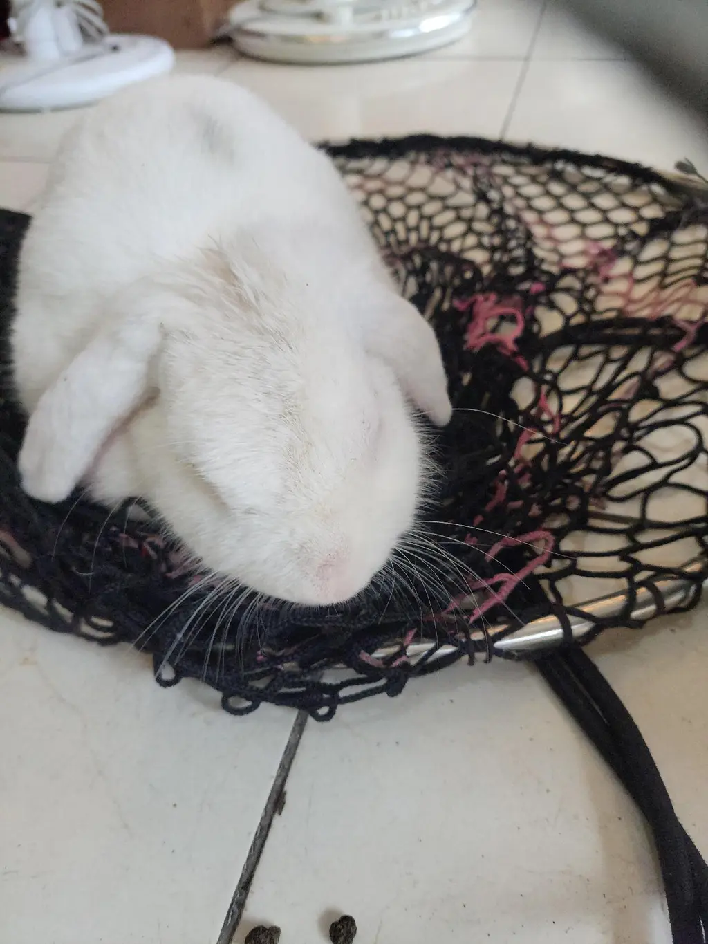 기타축종 보호중 사진