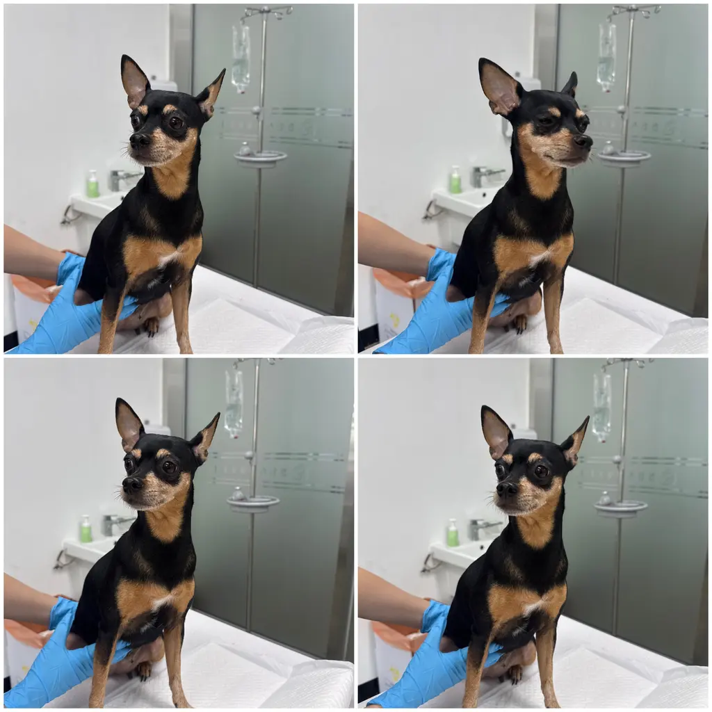 미니어쳐 핀셔 보호중 사진