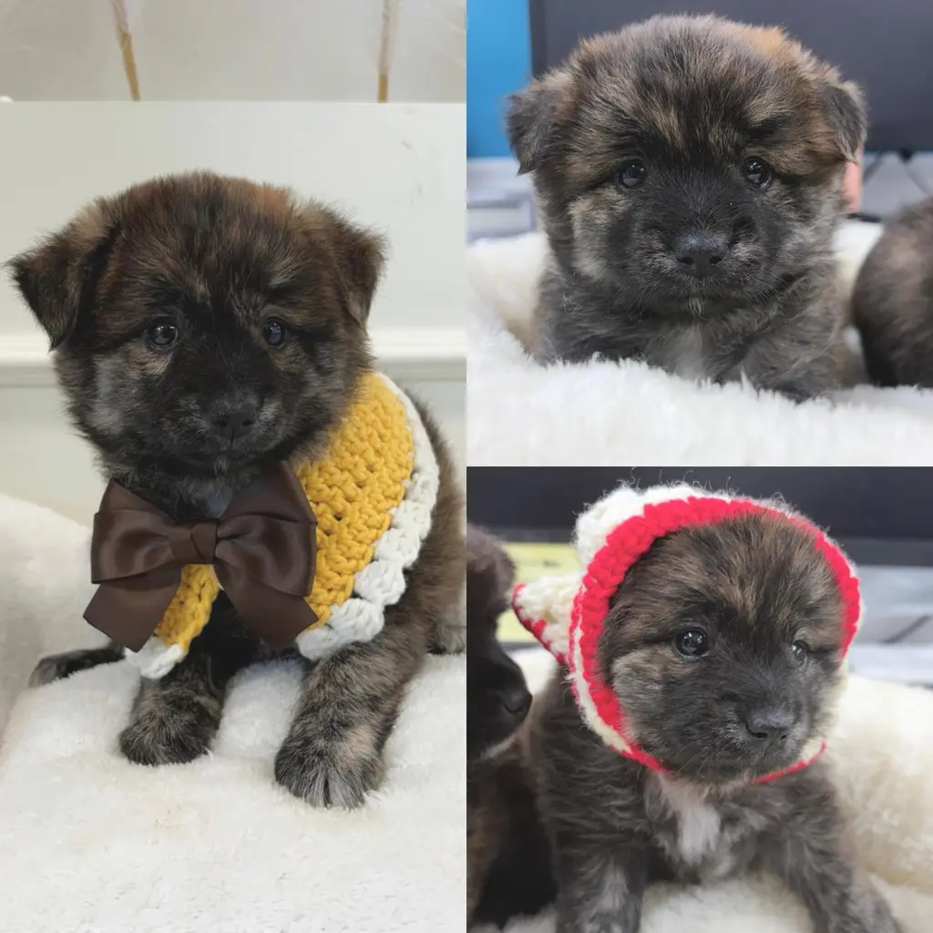 믹스견 보호중 사진