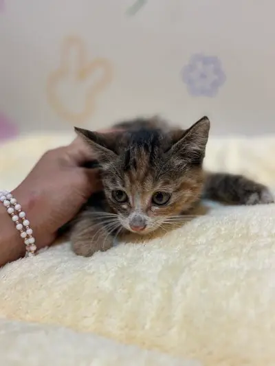 믹스묘 보호중 사진