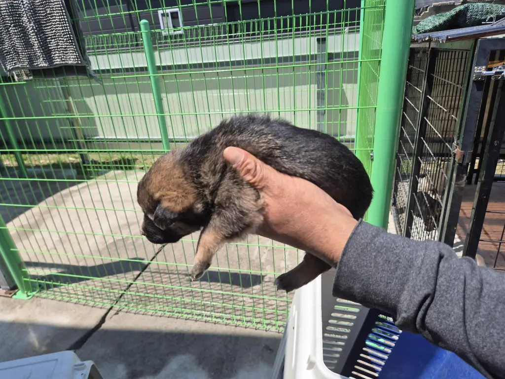 믹스견 보호중 사진