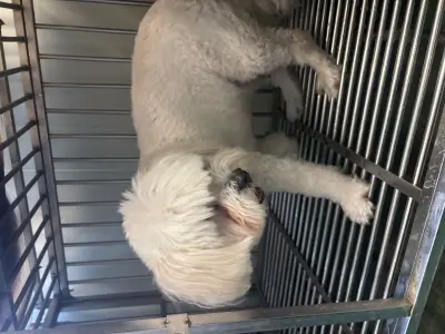 말티즈 보호중 사진