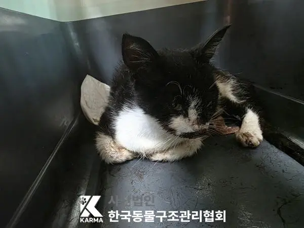 한국 고양이 보호중 사진