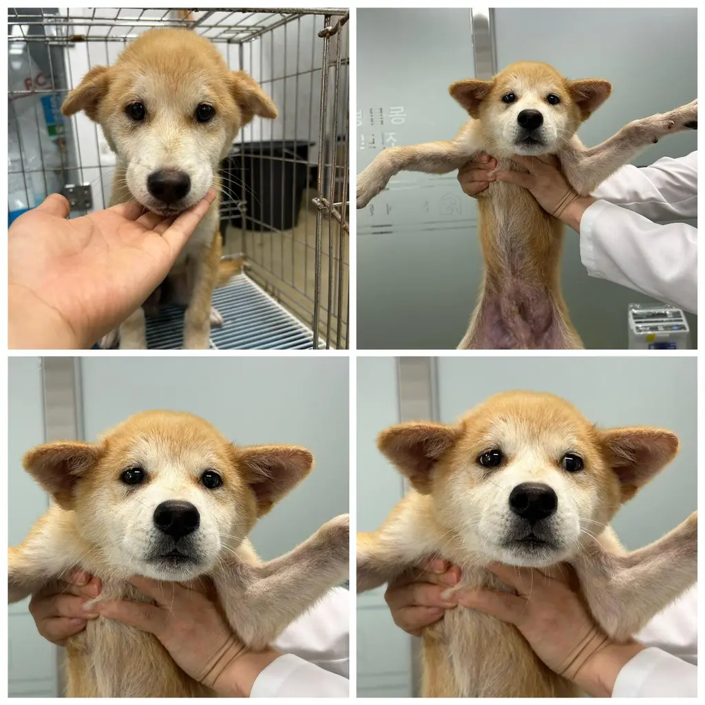 믹스견 보호중 사진
