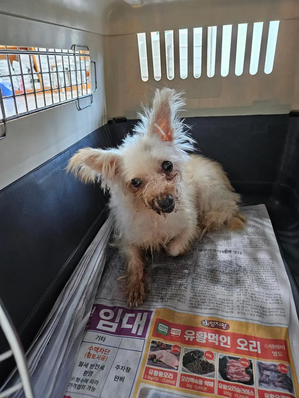 믹스견 보호중 사진