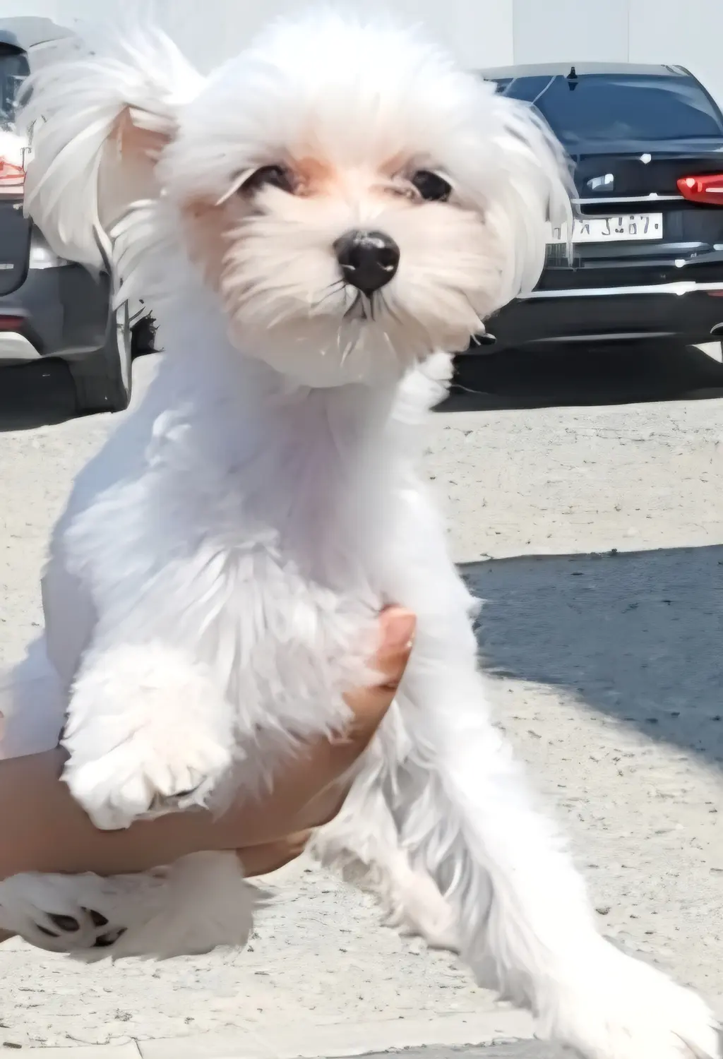 말티즈 보호중 사진