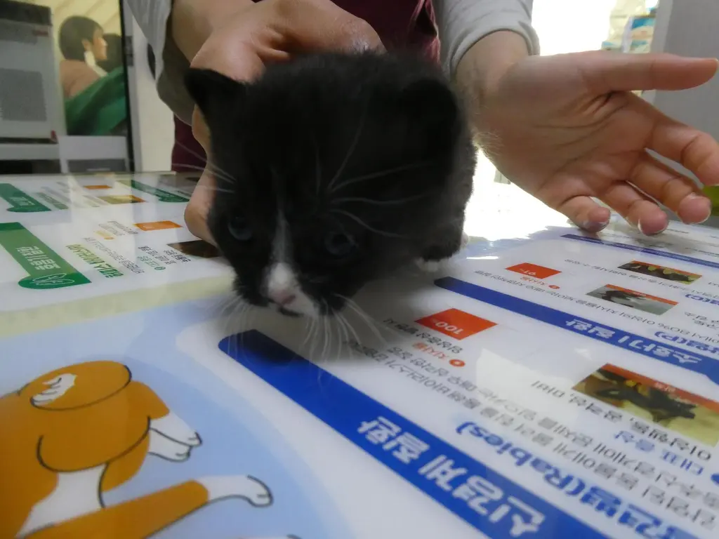 한국 고양이 보호중 사진