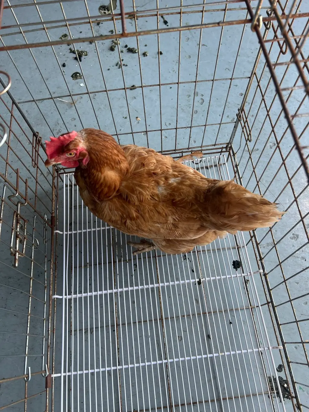 기타축종 보호중 사진
