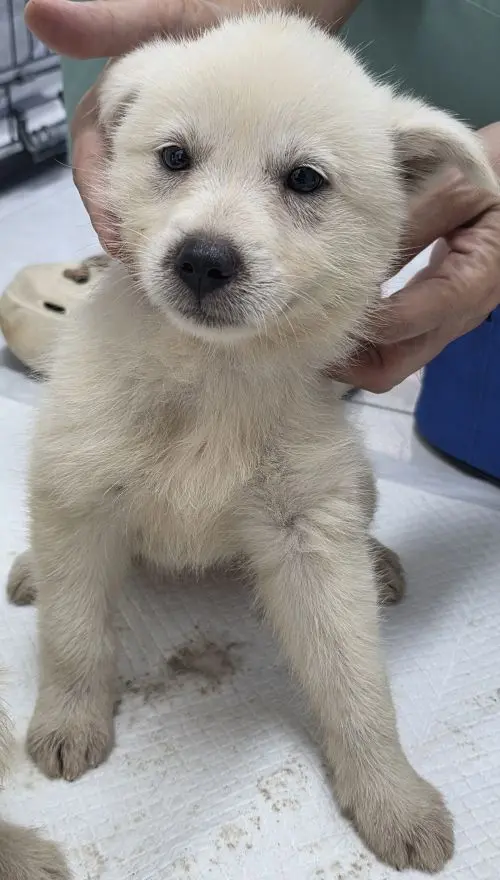 믹스견 보호중 사진
