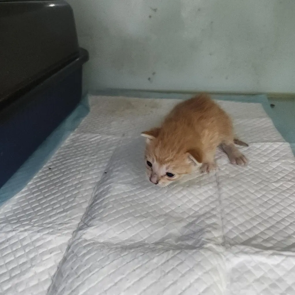 한국 고양이 보호중 사진