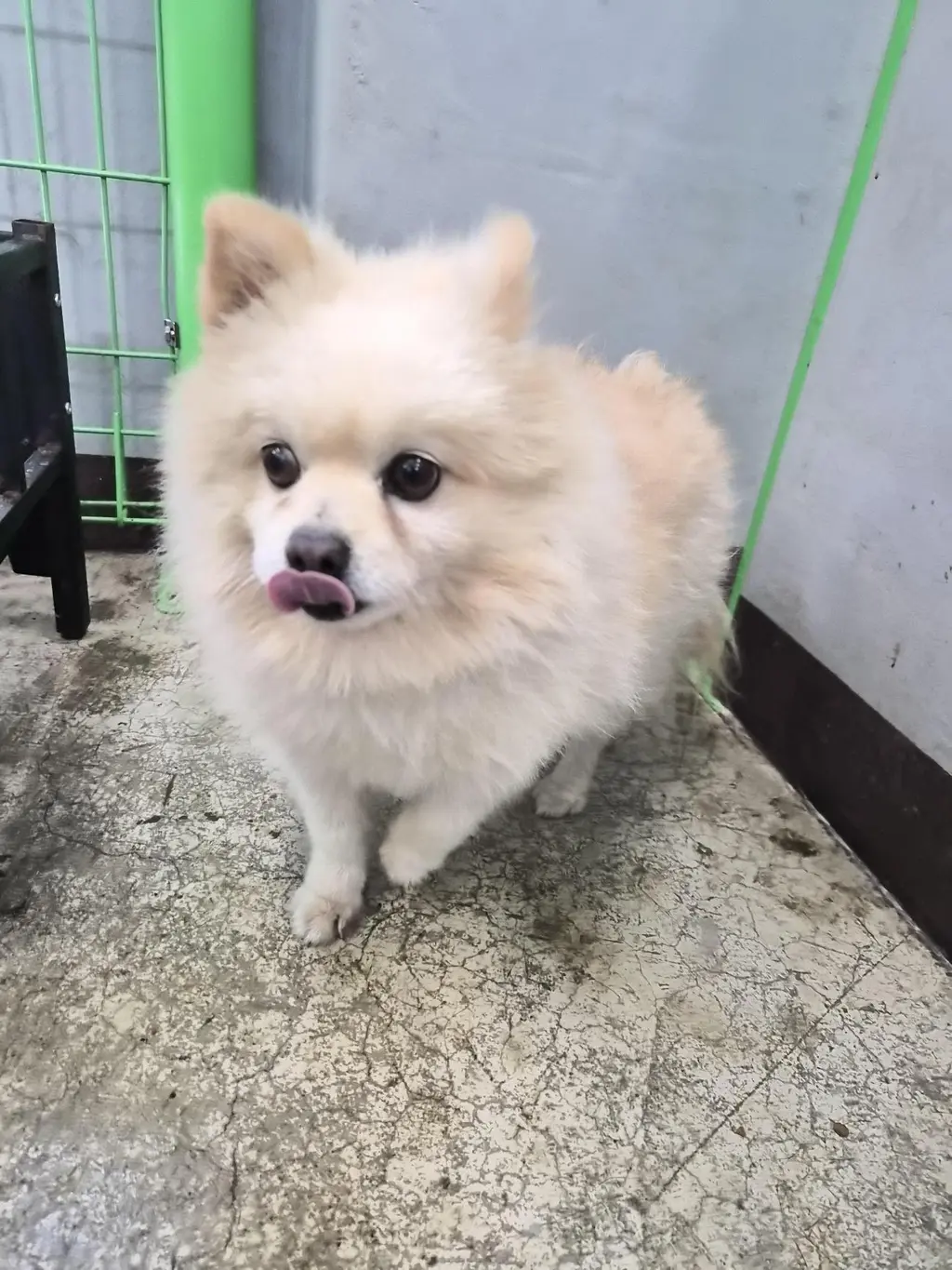 포메라니안 보호중 사진