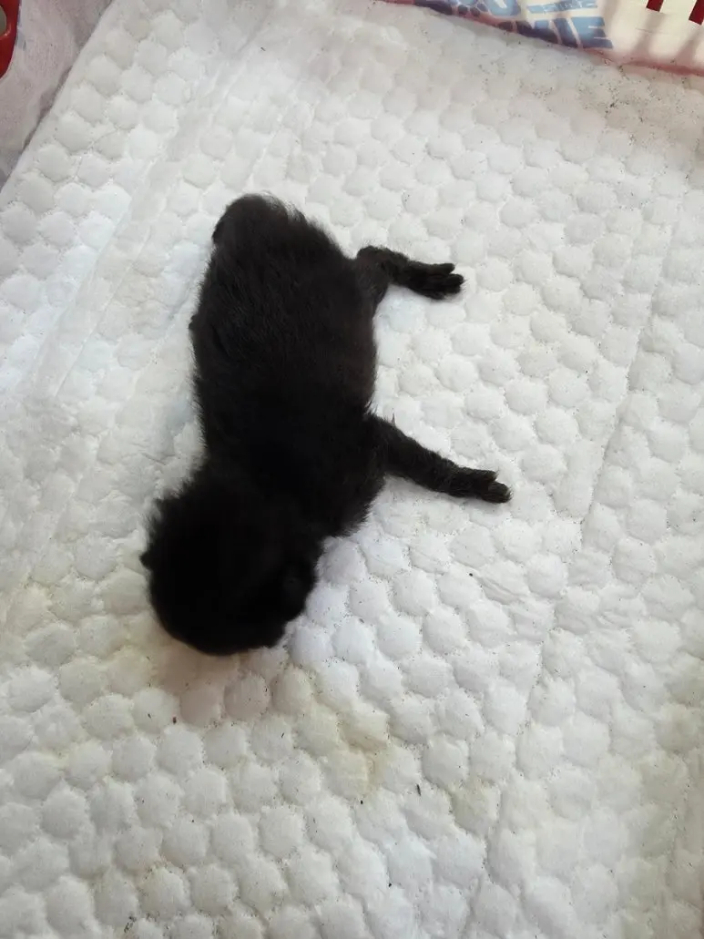 한국 고양이 보호중 사진