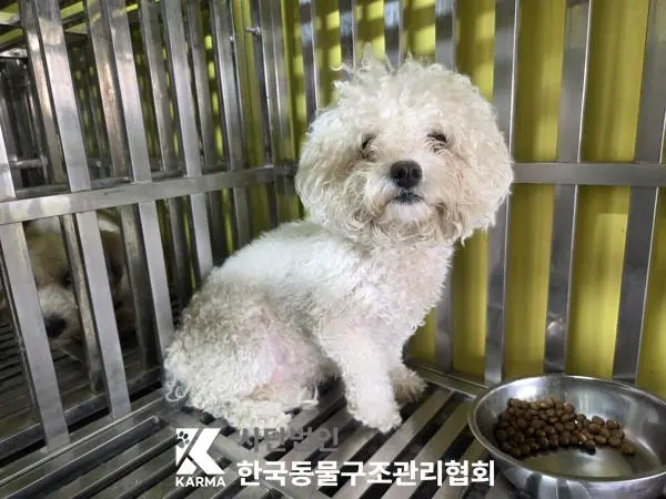 비숑 프리제 보호중 사진