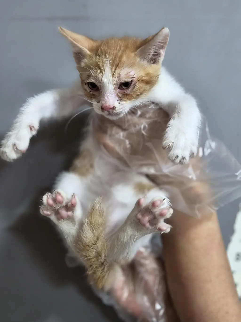 한국 고양이 보호중 사진