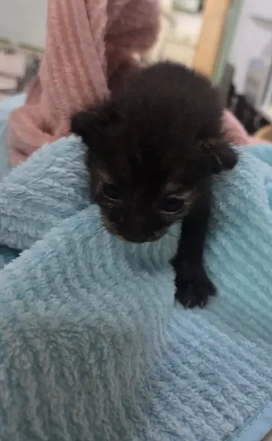 한국 고양이 보호중 사진