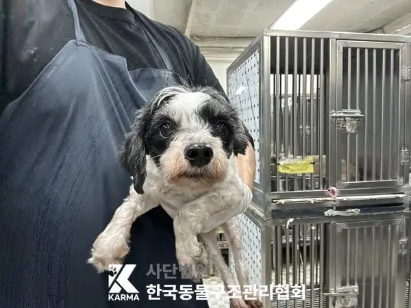 믹스견 보호중 사진