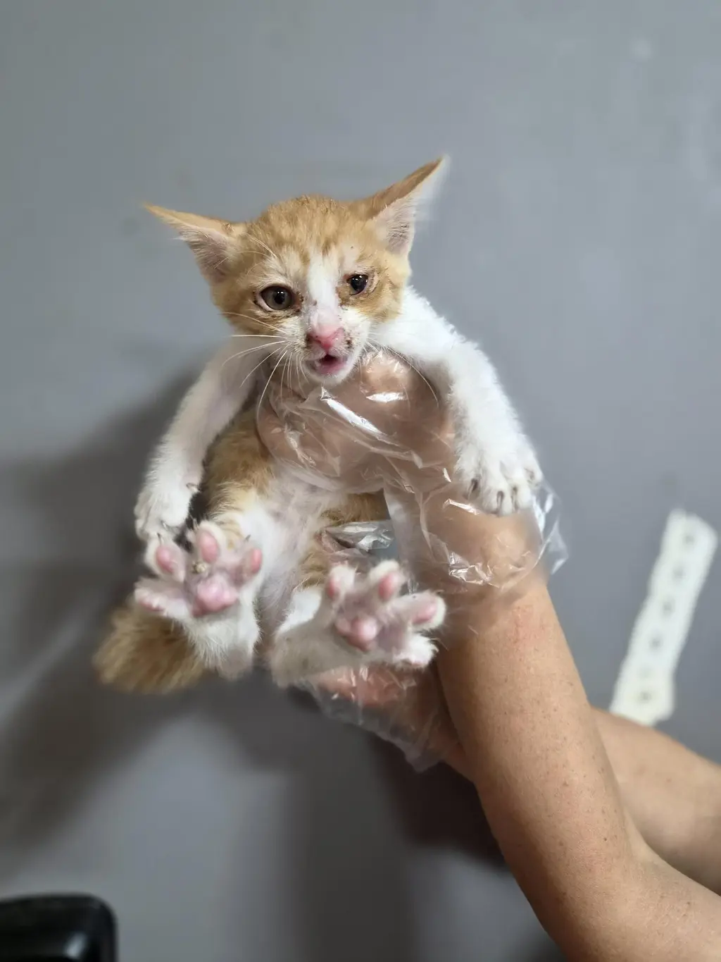 한국 고양이 보호중 사진