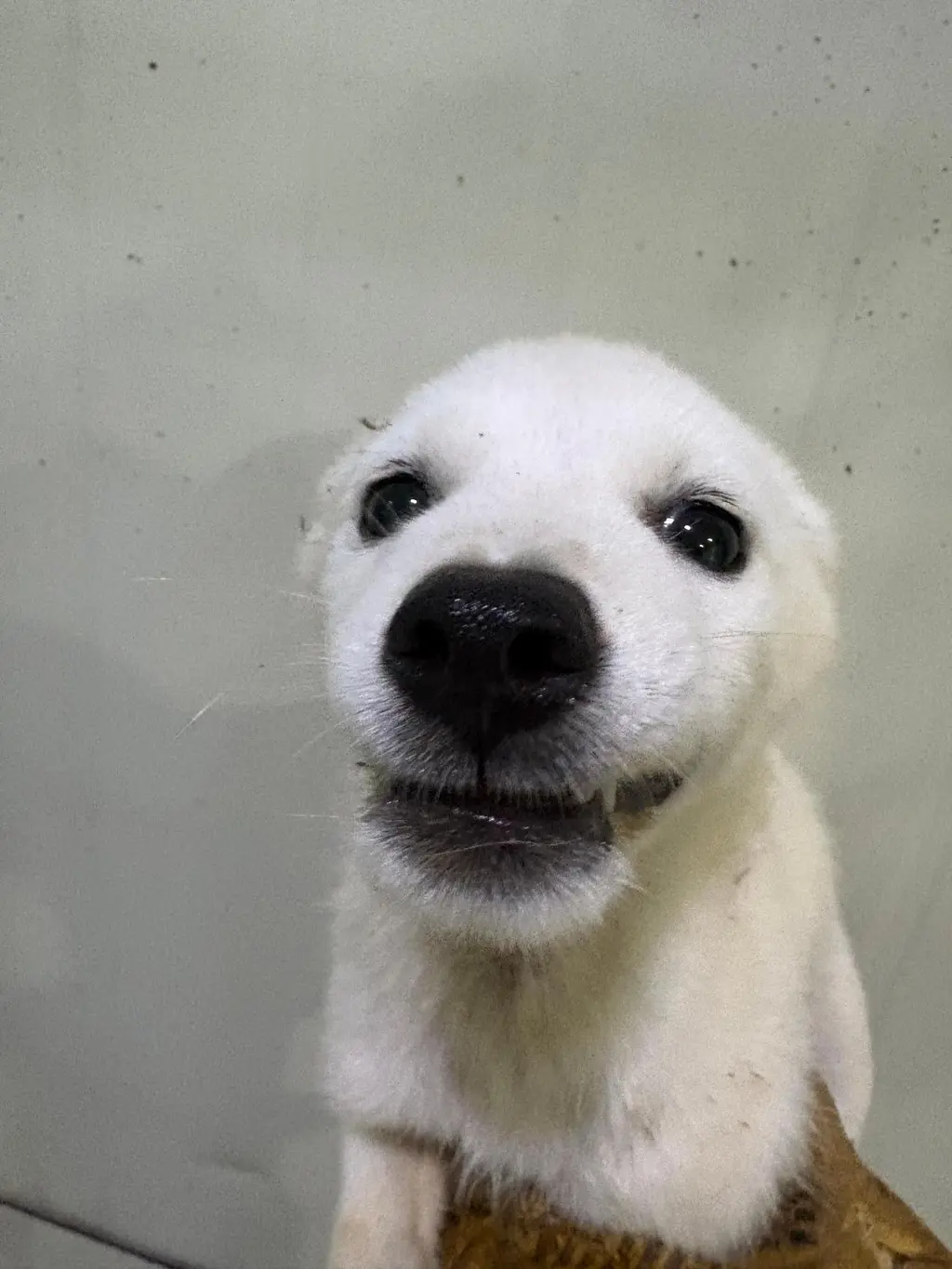 믹스견 보호중 사진