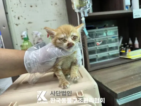 한국 고양이 보호중 사진