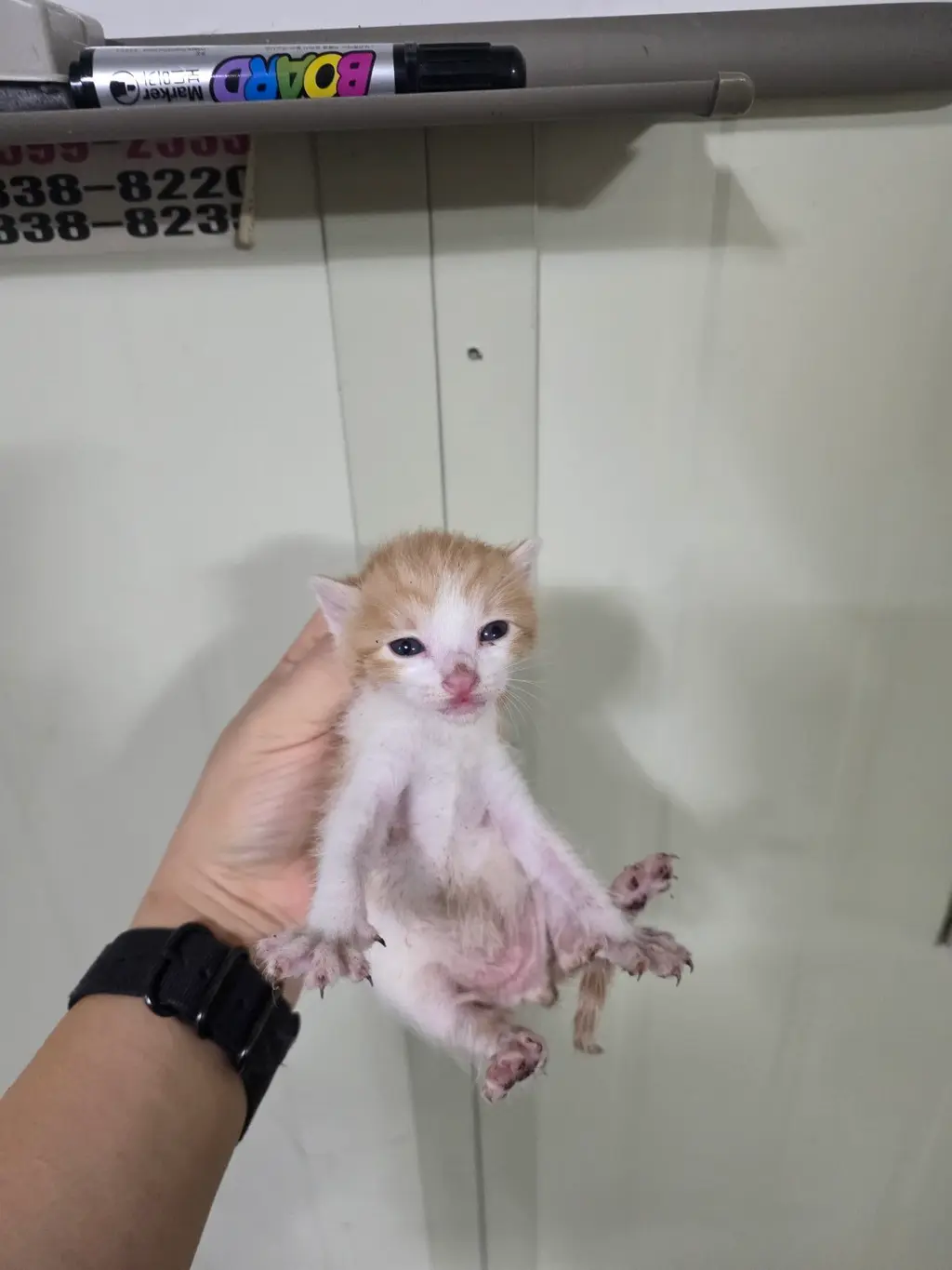 한국 고양이 보호중 사진
